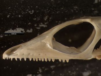 Media type: image;   Herpetology R-171407